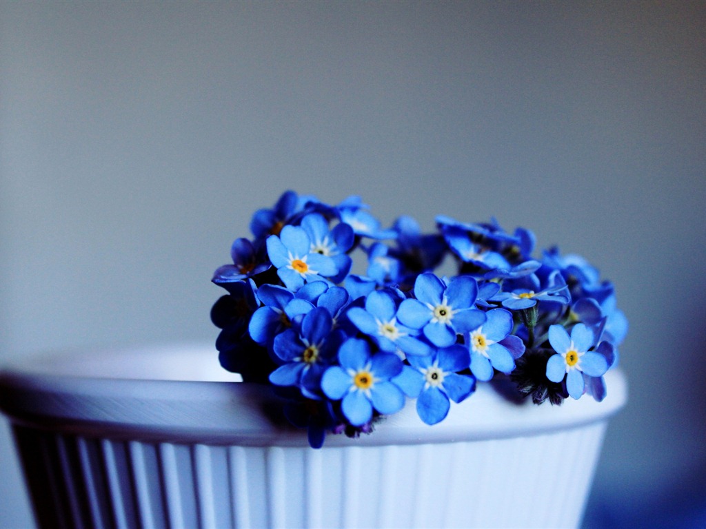 Petit et beau forget-me-fleurs d'écran HD #6 - 1024x768