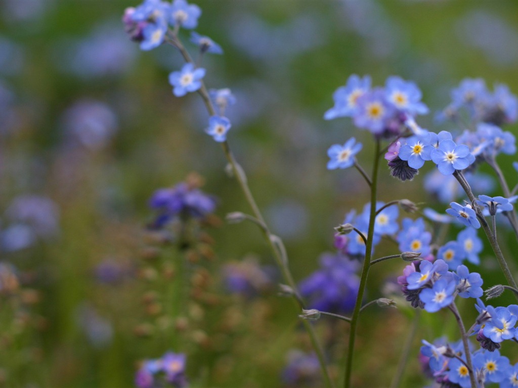 Petit et beau forget-me-fleurs d'écran HD #7 - 1024x768