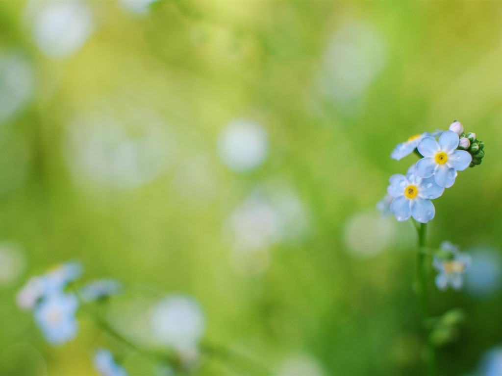 Petit et beau forget-me-fleurs d'écran HD #8 - 1024x768