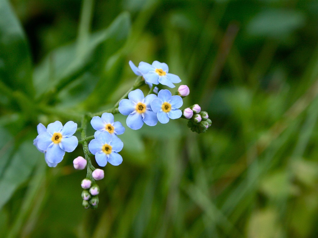 Small and beautiful forget-me-flowers HD wallpaper #9 - 1024x768