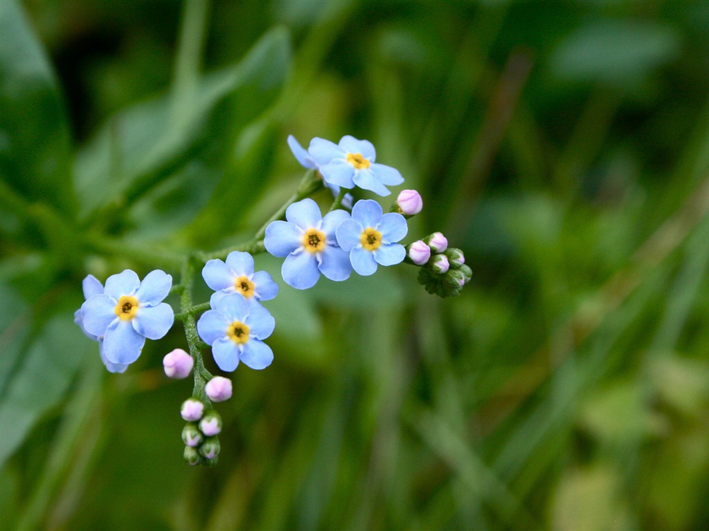 Petit et beau forget-me-fleurs d'écran HD #9 - 1024x768