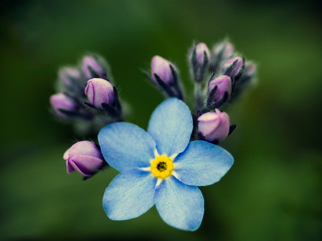 Petit et beau forget-me-fleurs d'écran HD #10 - 1024x768