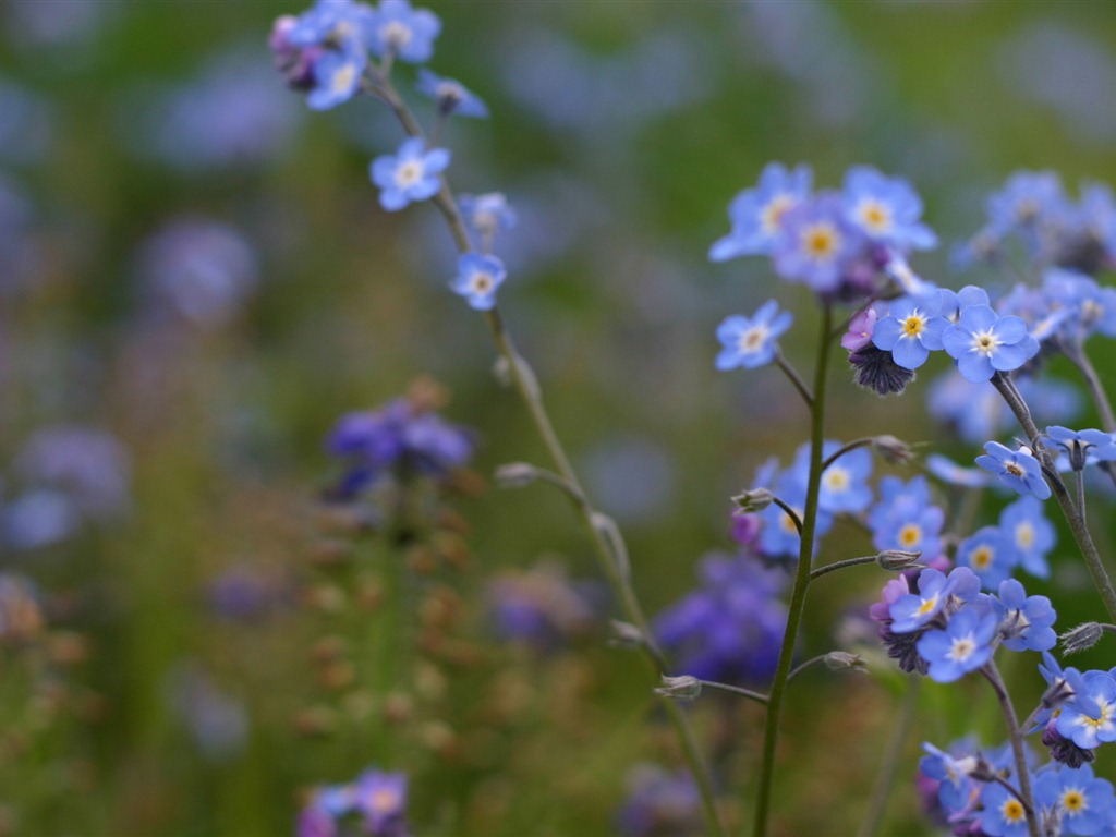 Petit et beau forget-me-fleurs d'écran HD #11 - 1024x768