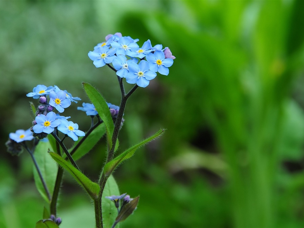 Petit et beau forget-me-fleurs d'écran HD #12 - 1024x768