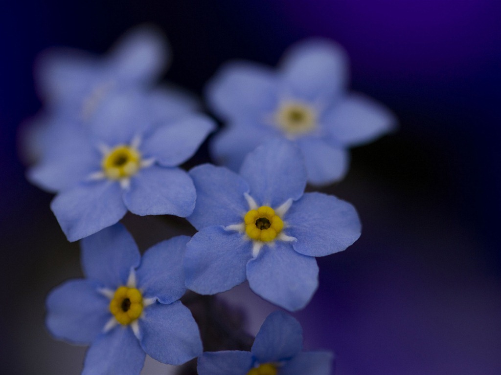 Petit et beau forget-me-fleurs d'écran HD #14 - 1024x768