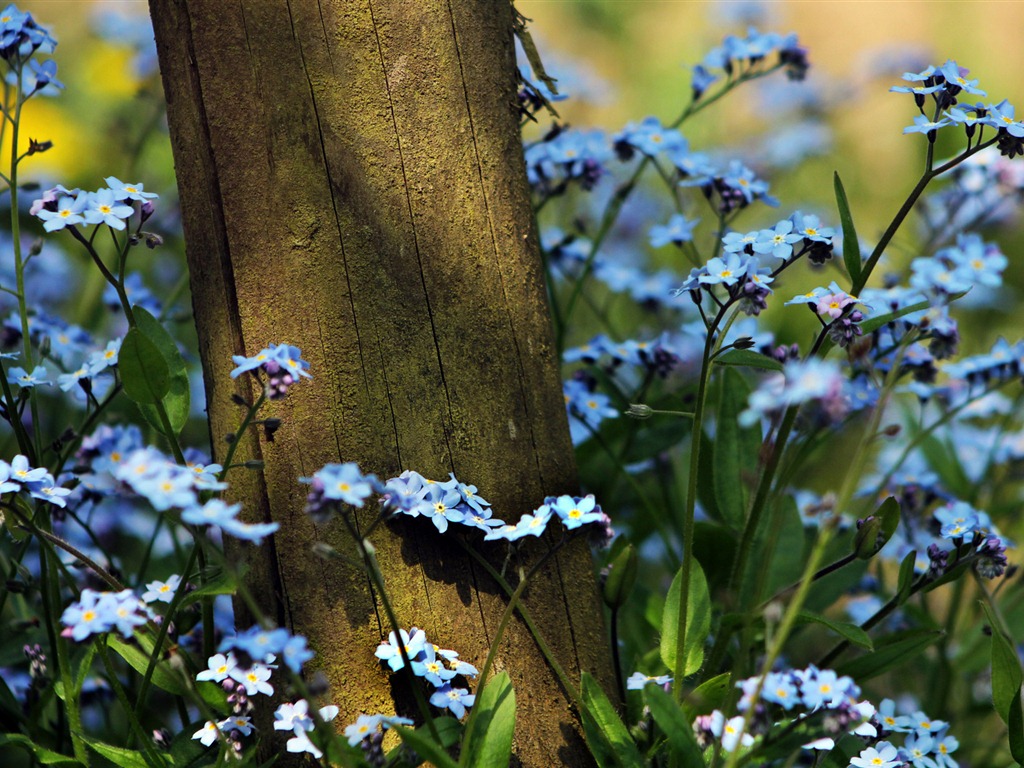 Small and beautiful forget-me-flowers HD wallpaper #15 - 1024x768