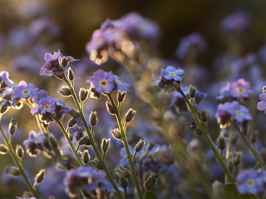 Petit et beau forget-me-fleurs d'écran HD #16 - 1024x768