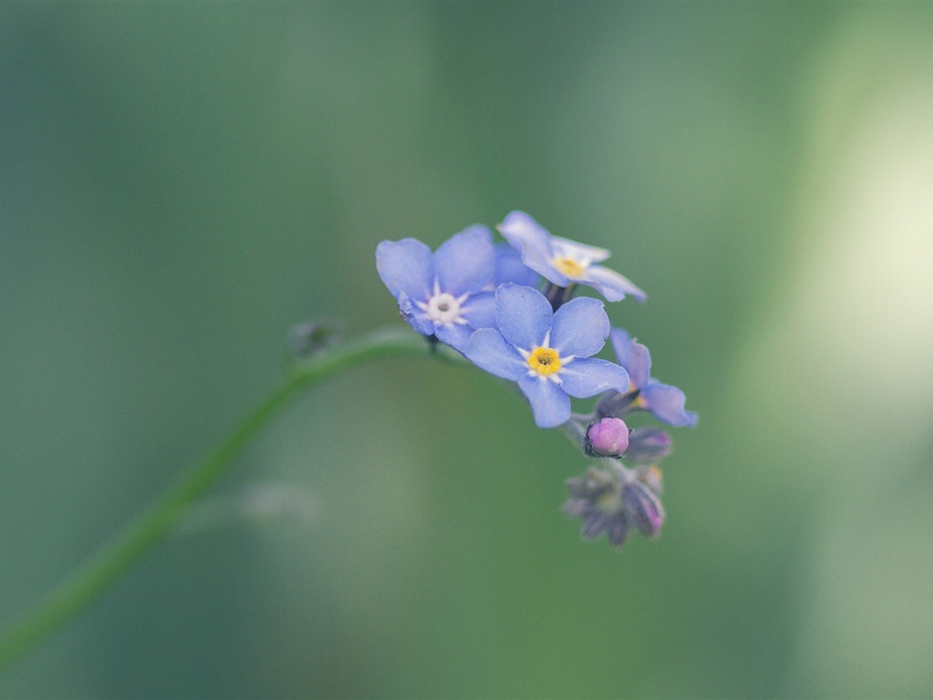 Petit et beau forget-me-fleurs d'écran HD #17 - 1024x768