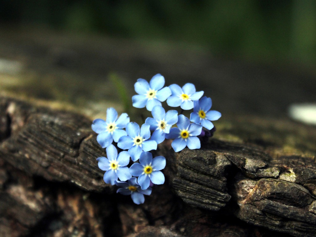 Petit et beau forget-me-fleurs d'écran HD #18 - 1024x768