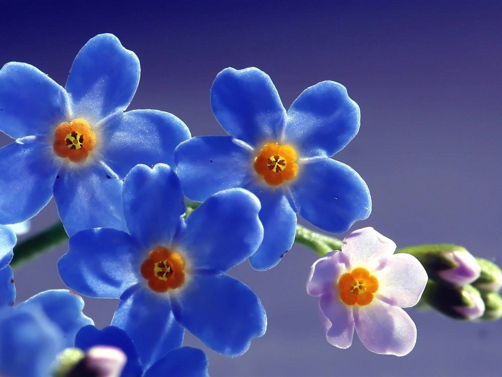 Small and beautiful forget-me-flowers HD wallpaper #19 - 1024x768