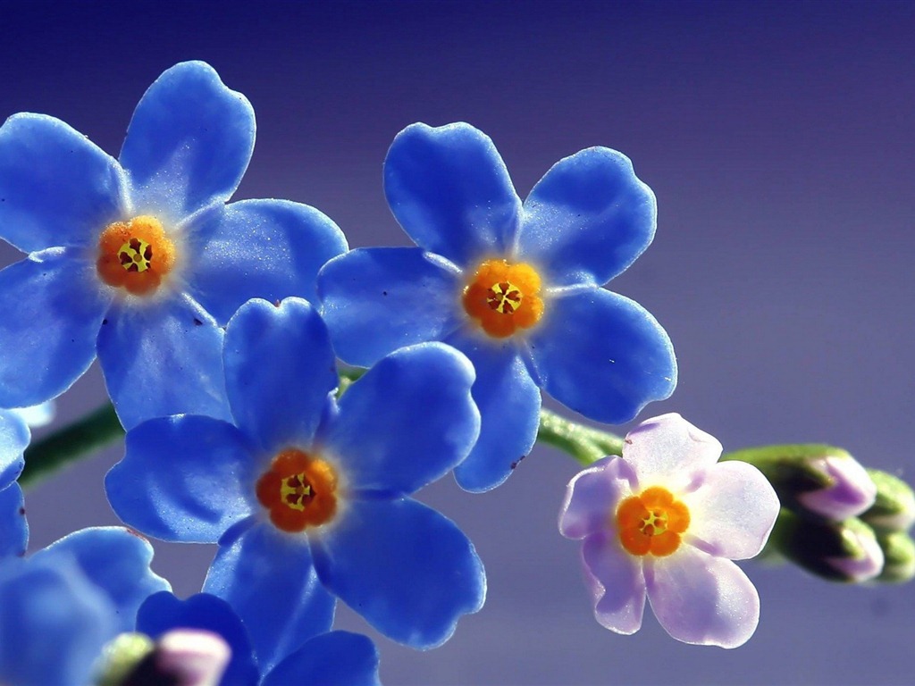 Petit et beau forget-me-fleurs d'écran HD #19 - 1024x768