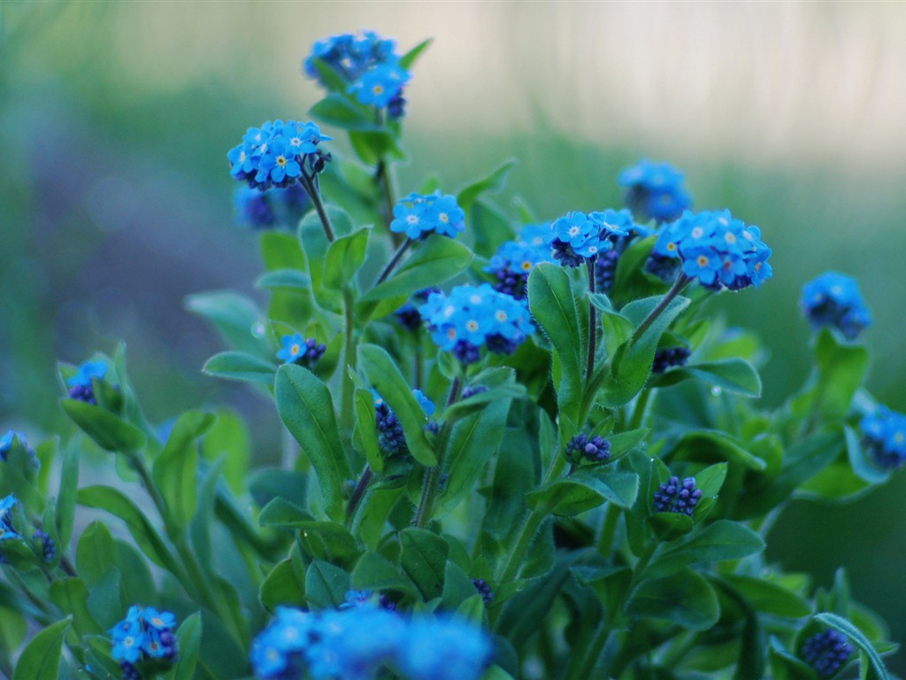 Petit et beau forget-me-fleurs d'écran HD #20 - 1024x768