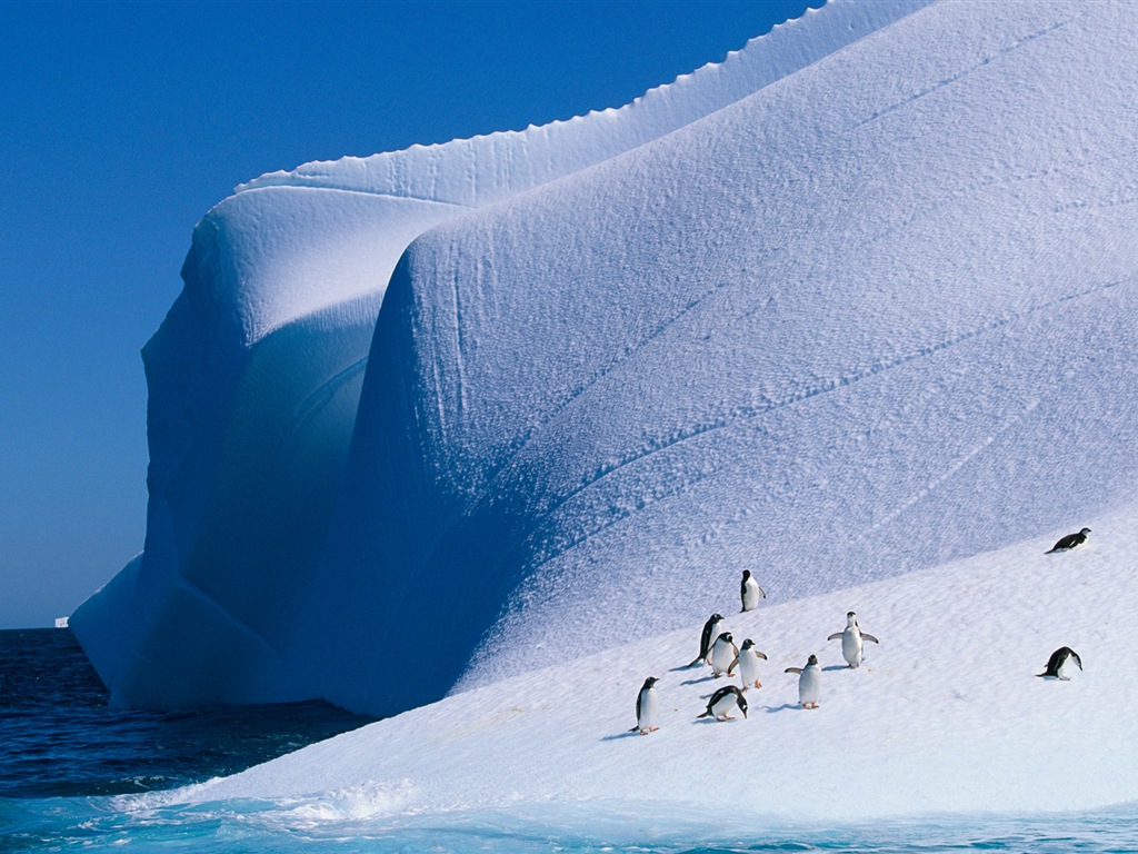 Windows 8 壁纸：南极洲，冰雪风景，南极企鹅1 - 1024x768