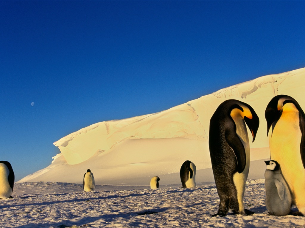Windows 8 壁纸：南极洲，冰雪风景，南极企鹅3 - 1024x768