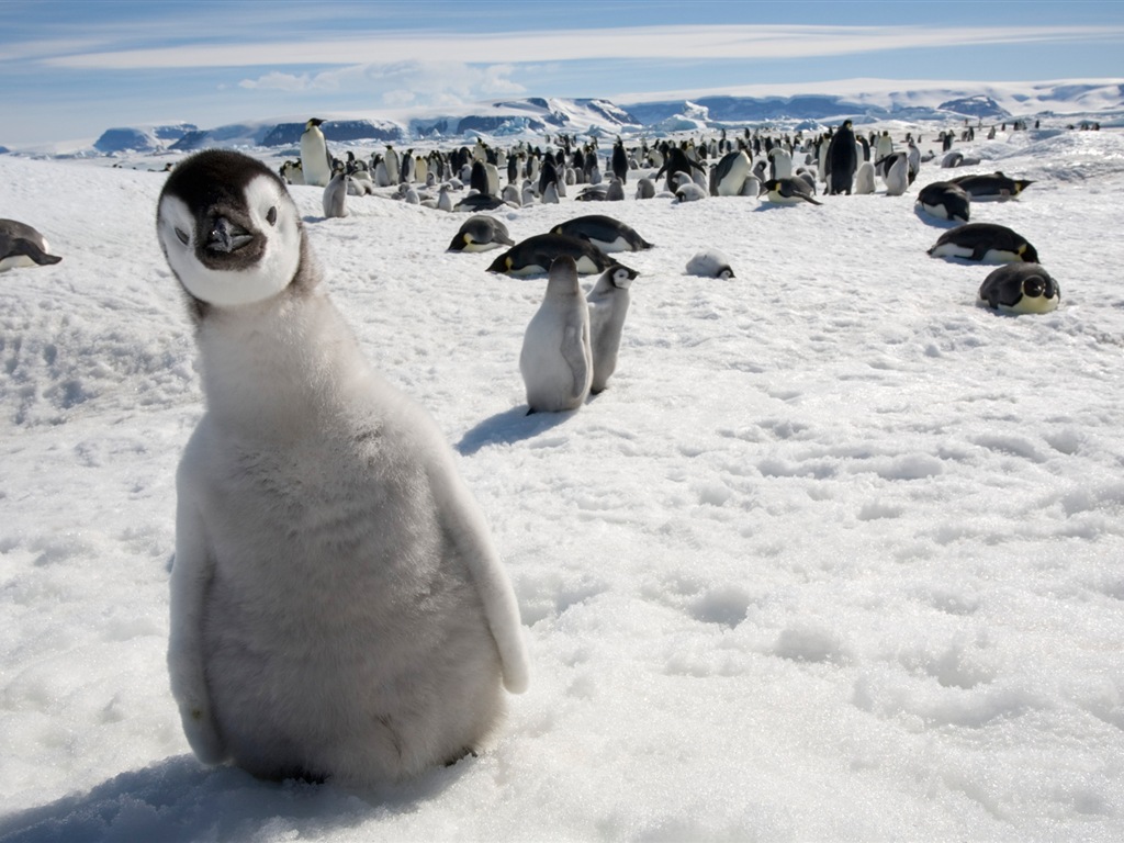 Windows 8 壁紙：南極洲，冰雪風景，南極企鵝 #4 - 1024x768