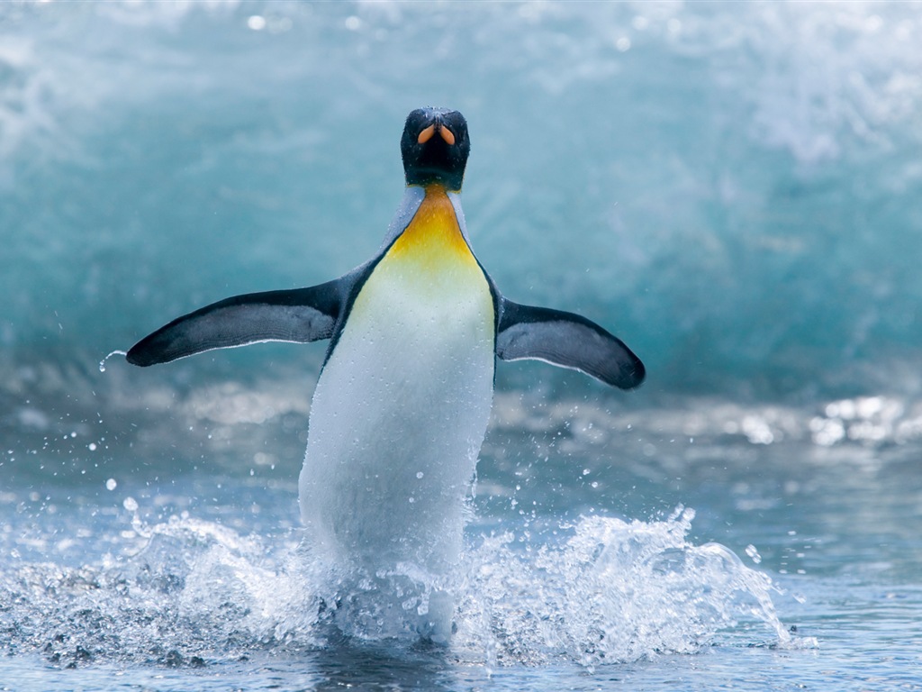 Windows 8 壁紙：南極洲，冰雪風景，南極企鵝 #6 - 1024x768