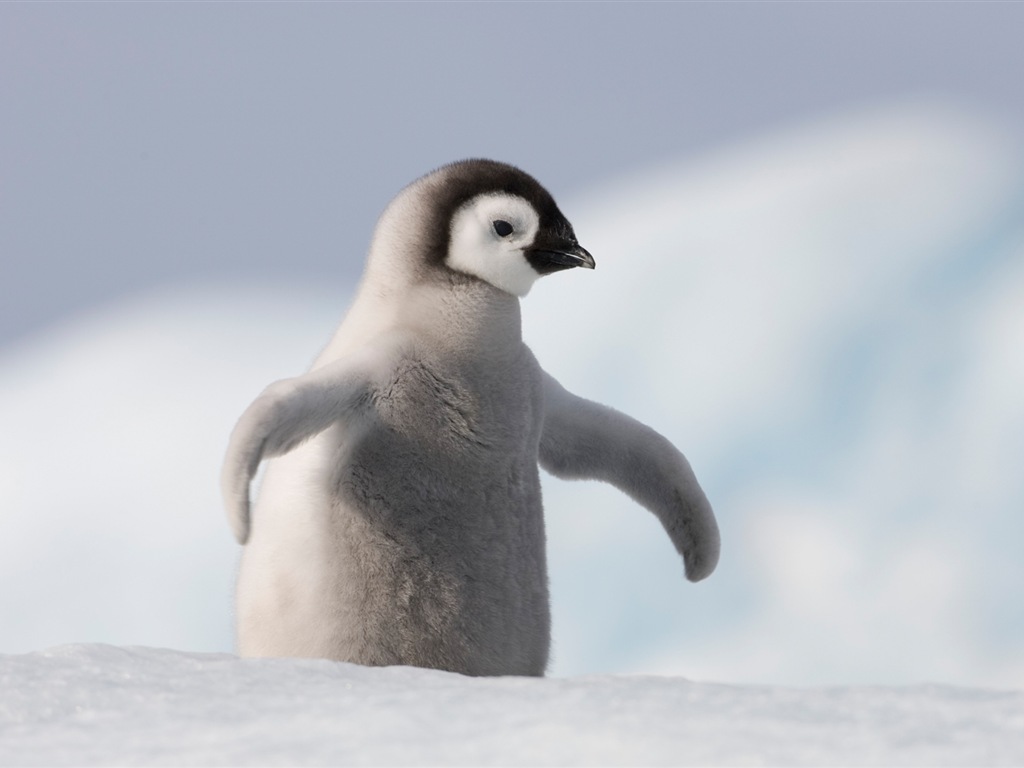 Windows 8 na plochu: Antarctic, Snow scenérie, Antarktida tučňáci #8 - 1024x768
