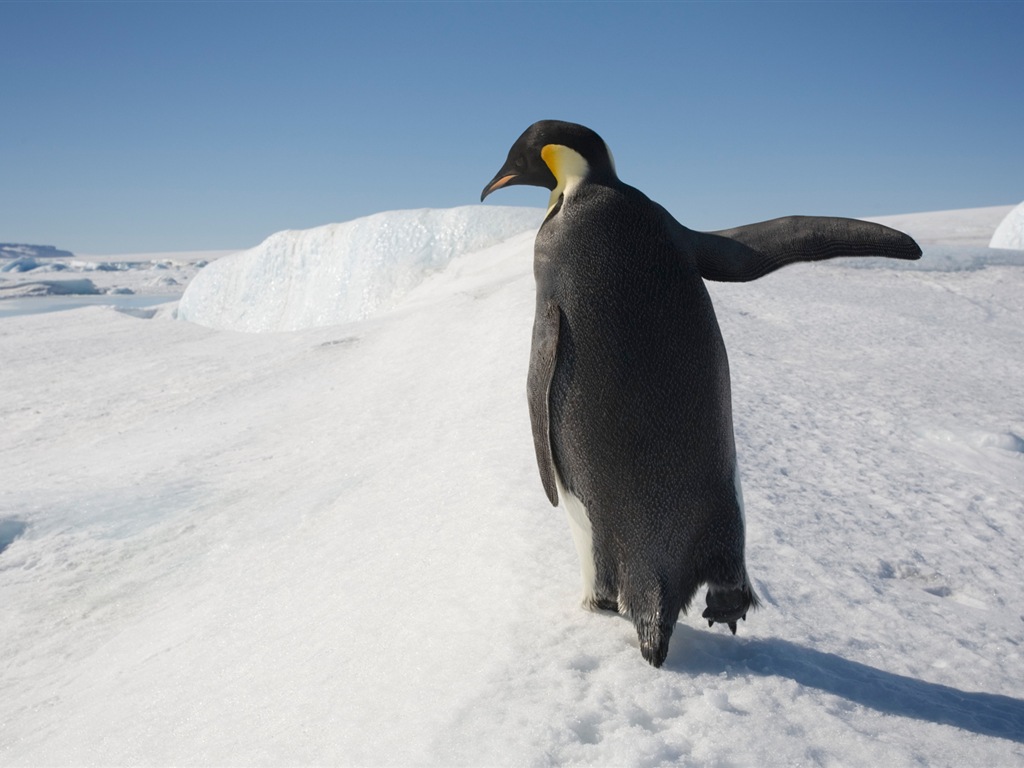 Windows 8 壁纸：南极洲，冰雪风景，南极企鹅10 - 1024x768