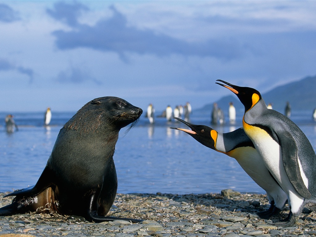 Windows 8: Fondos de pantalla, paisajes antárticos nieve, pingüinos antárticos #14 - 1024x768