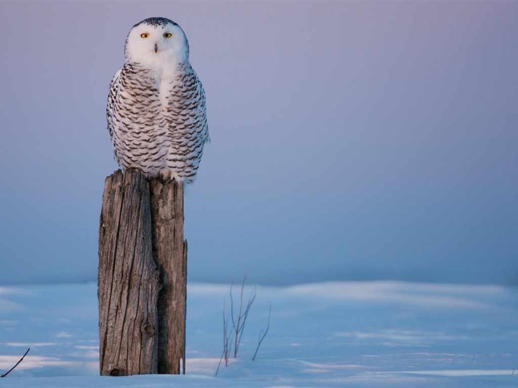 Fonds d'écran Windows 8: l'Arctique, le paysage de nature écologique, animaux arctiques #2 - 1024x768