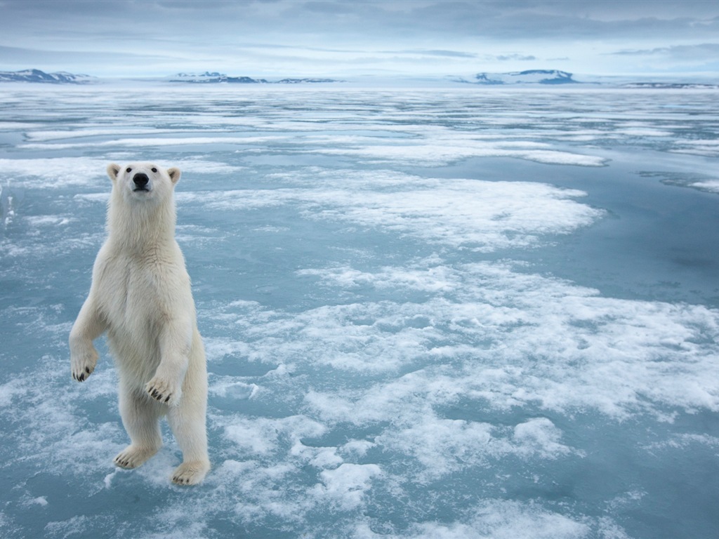 Windows 8 Wallpapers: Arctic, the nature ecological landscape, arctic animals #6 - 1024x768