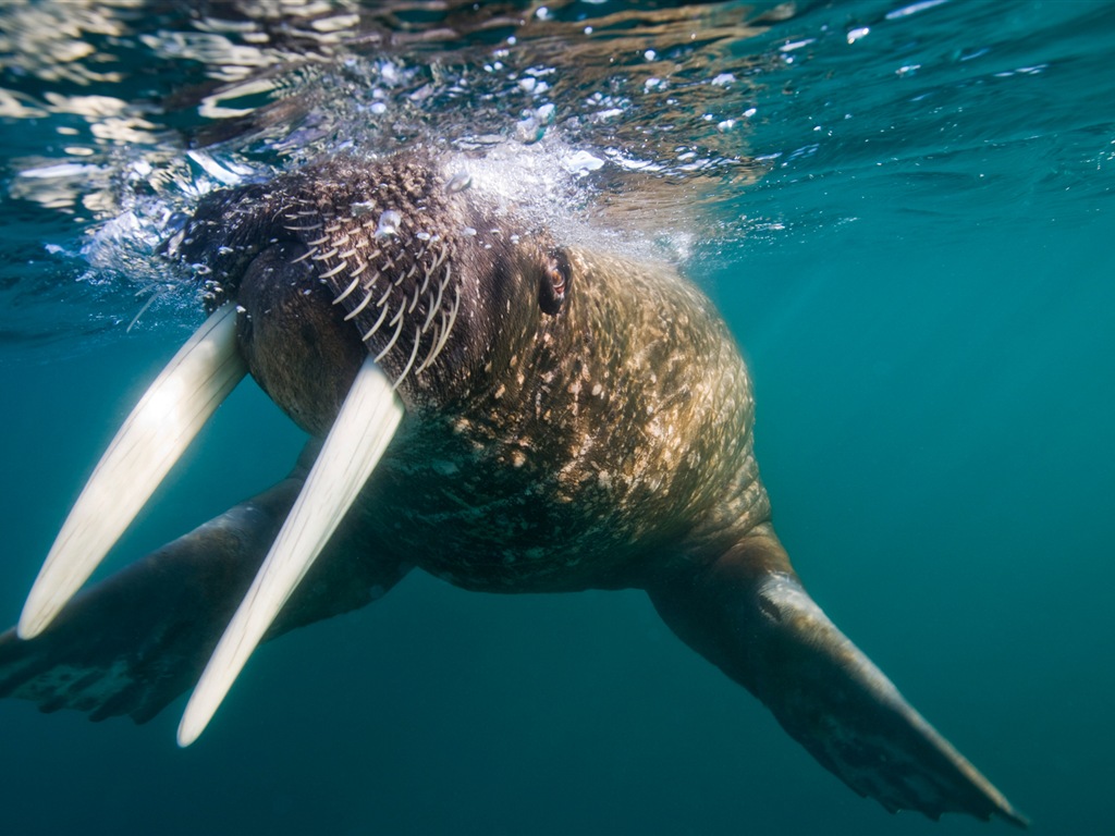 Fonds d'écran Windows 8: l'Arctique, le paysage de nature écologique, animaux arctiques #8 - 1024x768