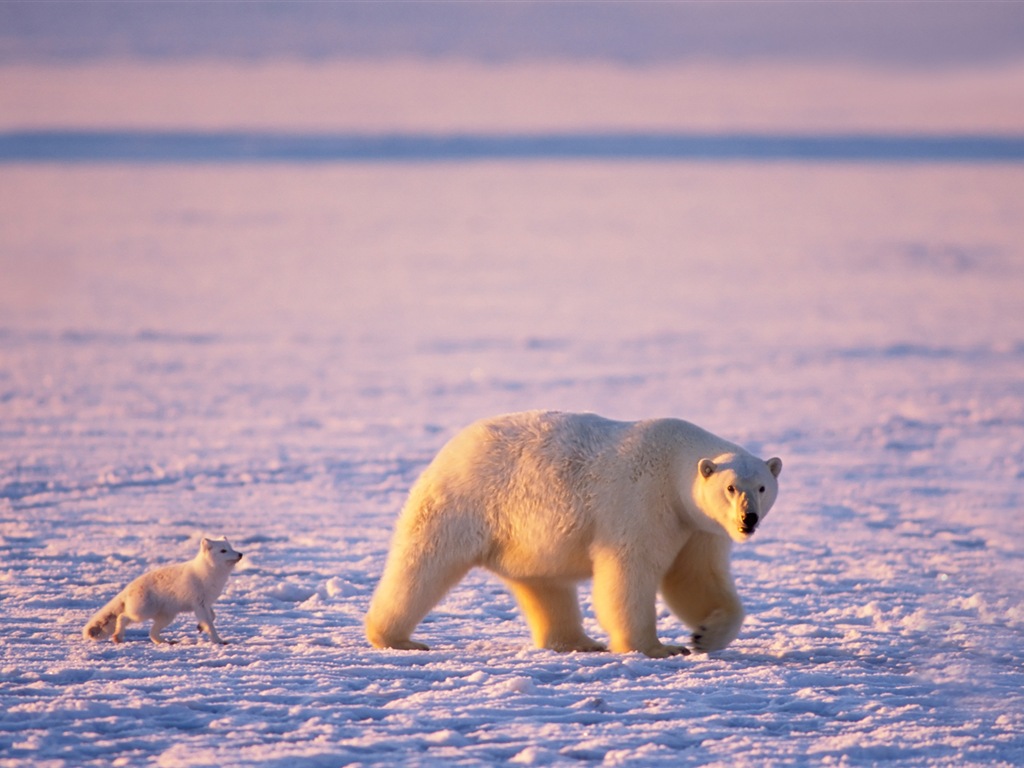 Fonds d'écran Windows 8: l'Arctique, le paysage de nature écologique, animaux arctiques #10 - 1024x768