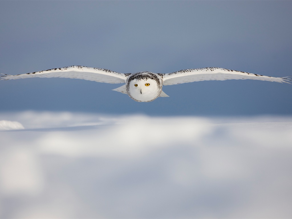 Windowsの8壁紙：北極、自然生態系の風景、北極の動物たち #12 - 1024x768