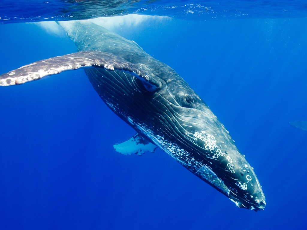 Fonds d'écran Windows 8: l'Arctique, le paysage de nature écologique, animaux arctiques #13 - 1024x768