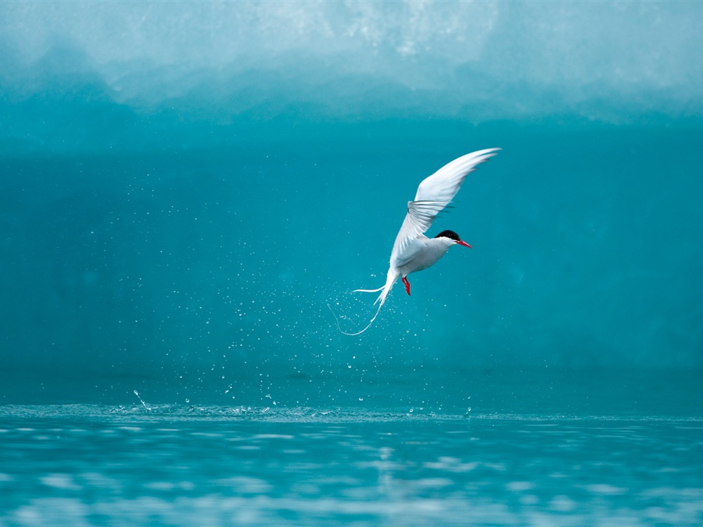 Fonds d'écran Windows 8: l'Arctique, le paysage de nature écologique, animaux arctiques #15 - 1024x768