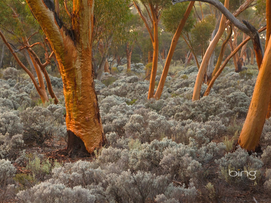 Microsoft Bing paysage humaines HD fonds d'écran #15 - 1024x768