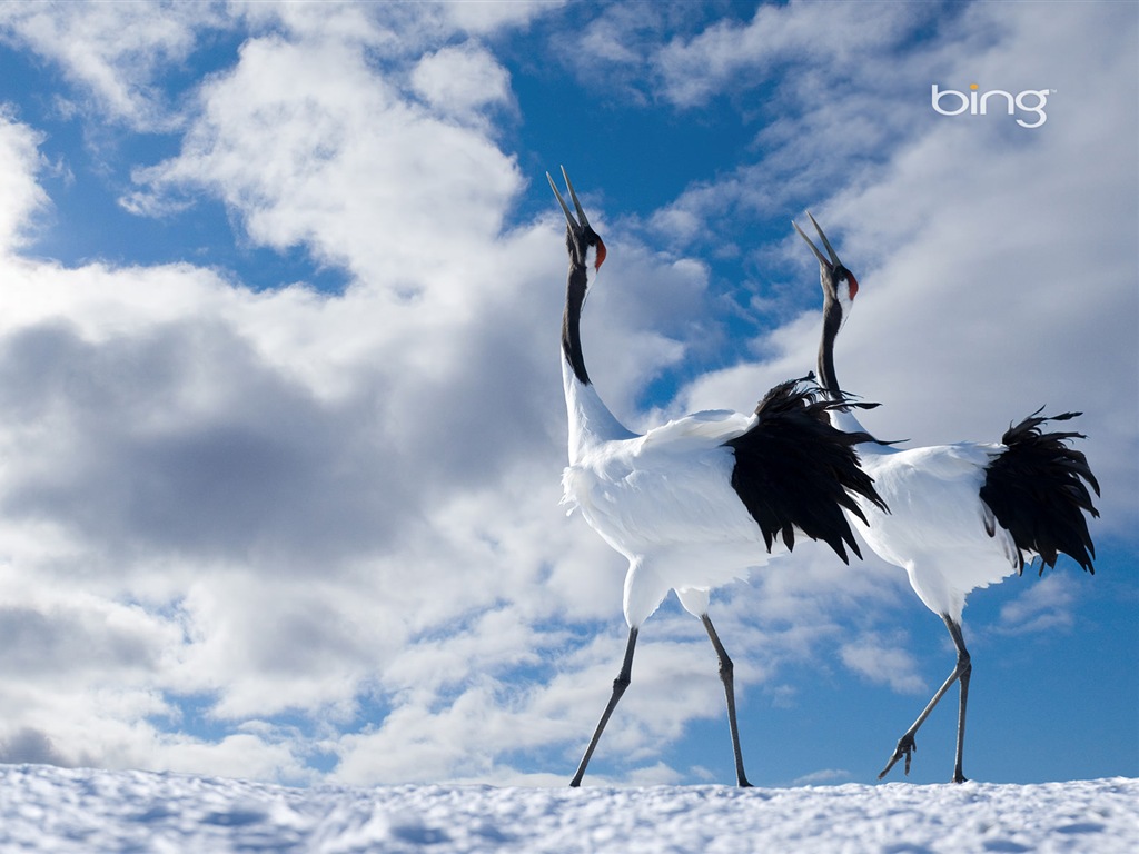 Microsoft Bing HD Wallpapers: fondos de escritorio de paisaje japonés tema #17 - 1024x768