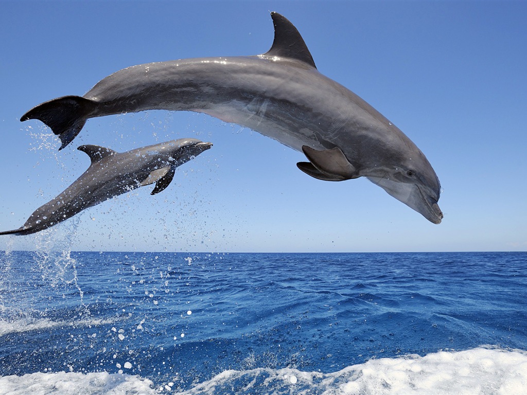 Windows 8 tema wallpaper: delfines elegantes #1 - 1024x768