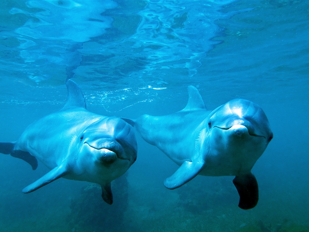 Windows 8 tema wallpaper: delfines elegantes #2 - 1024x768