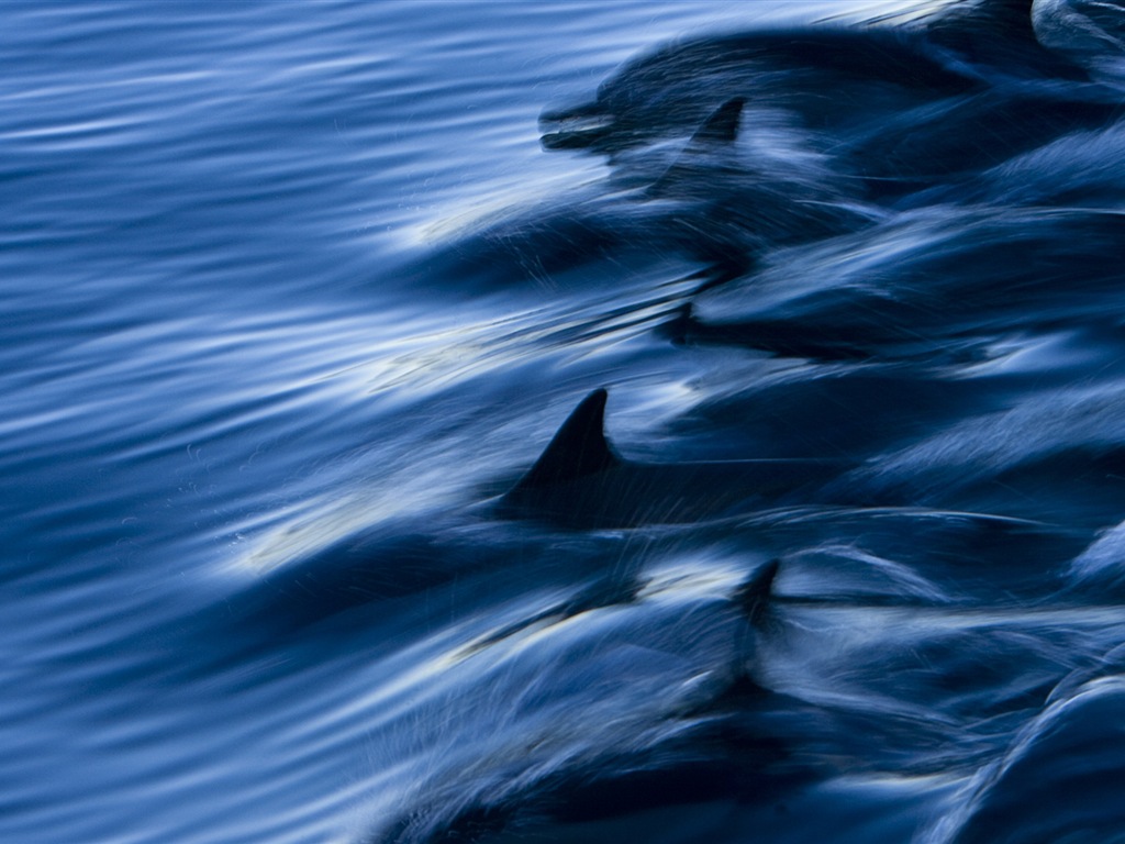 Windows 8 theme wallpaper: elegant dolphins #3 - 1024x768