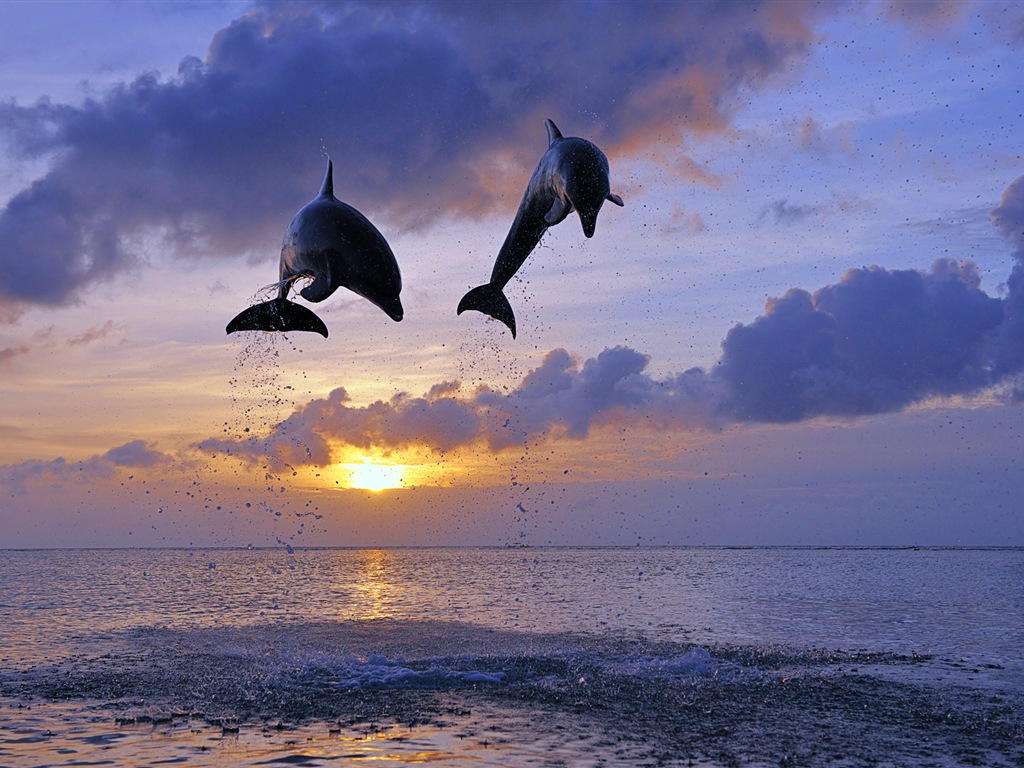 Windows 8 tema wallpaper: delfines elegantes #4 - 1024x768