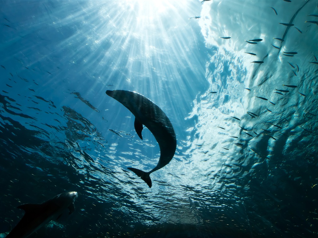 Windows 8 theme wallpaper: elegant dolphins #5 - 1024x768