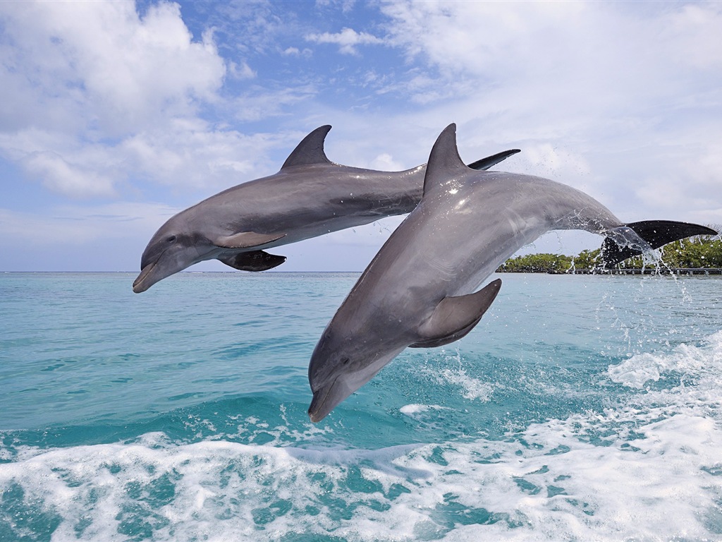 Fond d'écran thème Windows 8: les dauphins élégantes #6 - 1024x768