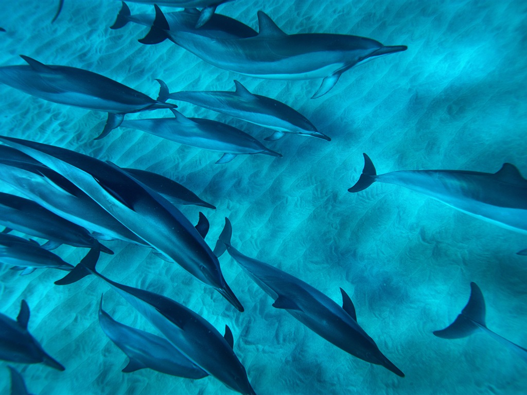 Windows 8 tema wallpaper: delfines elegantes #7 - 1024x768