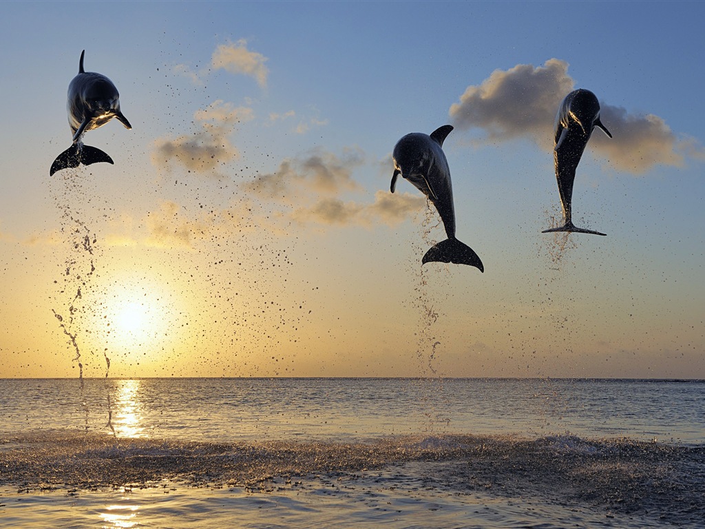 Windows 8 tema wallpaper: delfines elegantes #8 - 1024x768