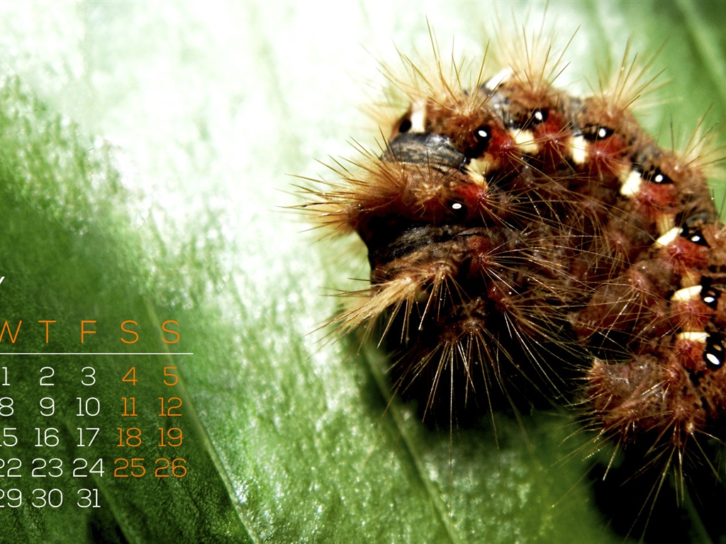 2013年5月 月曆壁紙(一) #1 - 1024x768
