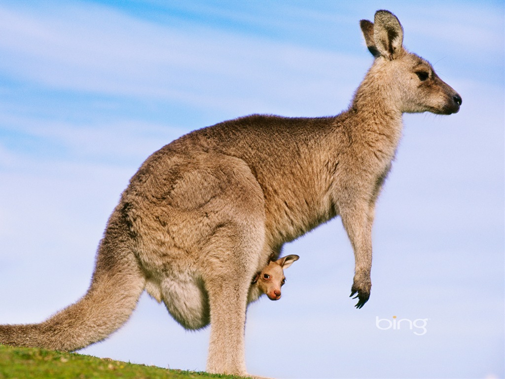 Bing Australie thème fonds d'écran HD, animaux, nature, bâtiments #1 - 1024x768