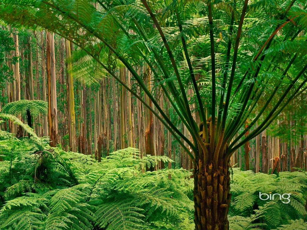 Bing Australie thème fonds d'écran HD, animaux, nature, bâtiments #2 - 1024x768