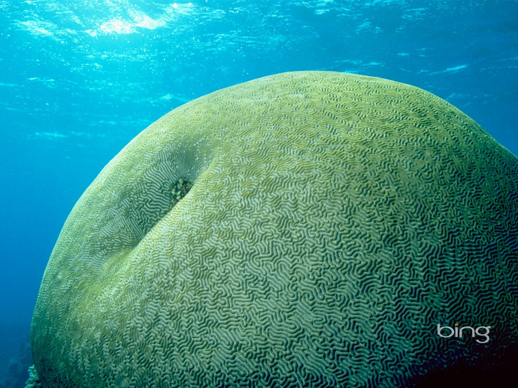 Bing 必應澳大利亞主題高清壁紙，動物，自然，建築 #4 - 1024x768