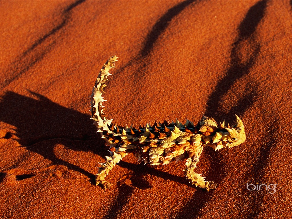 Bing 必應澳大利亞主題高清壁紙，動物，自然，建築 #7 - 1024x768