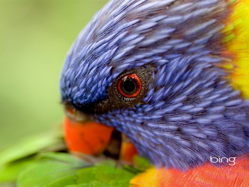 Bing Australie thème fonds d'écran HD, animaux, nature, bâtiments #13 - 1024x768