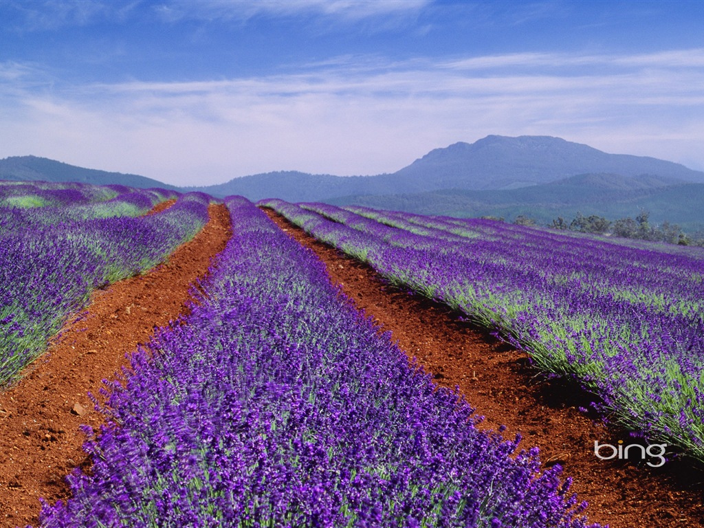 Microsoft Bing téma HD Tapety na plochu, Austrálie, město, krajina, zvířata #1 - 1024x768