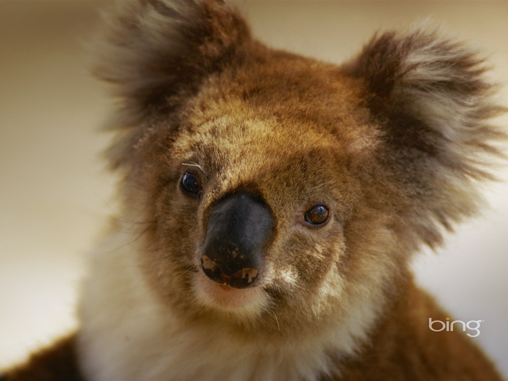 Microsoft Bing thème fonds d'écran HD, l'Australie, ville, paysage, animaux #3 - 1024x768