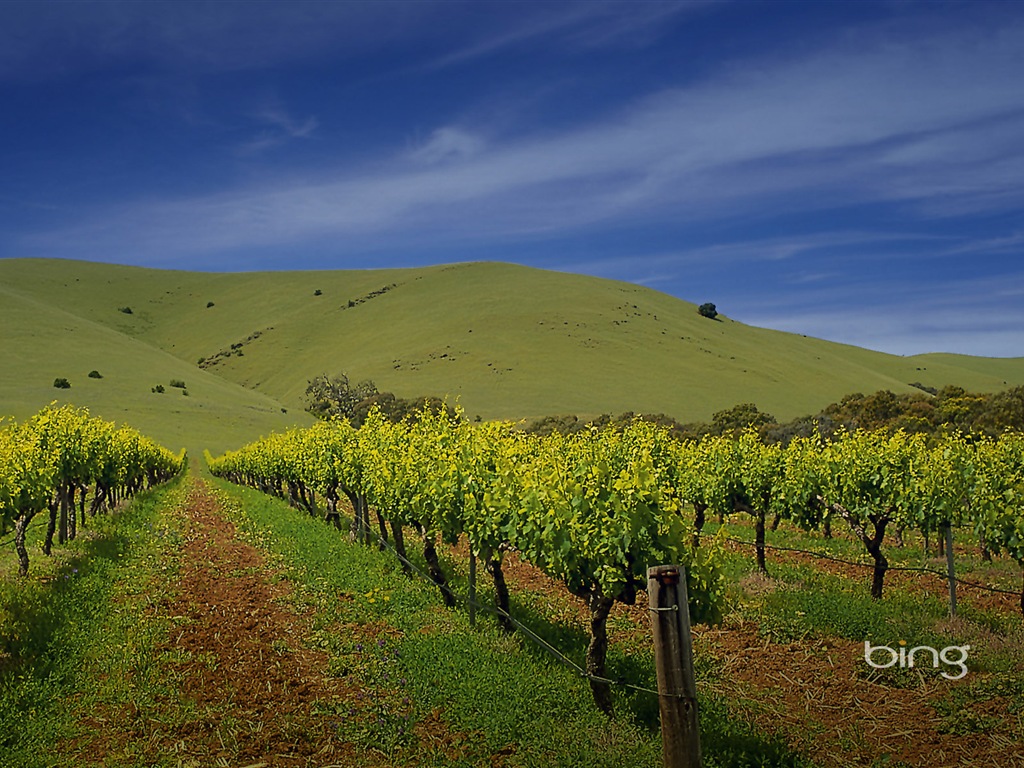 Microsoft Bing thème fonds d'écran HD, l'Australie, ville, paysage, animaux #6 - 1024x768