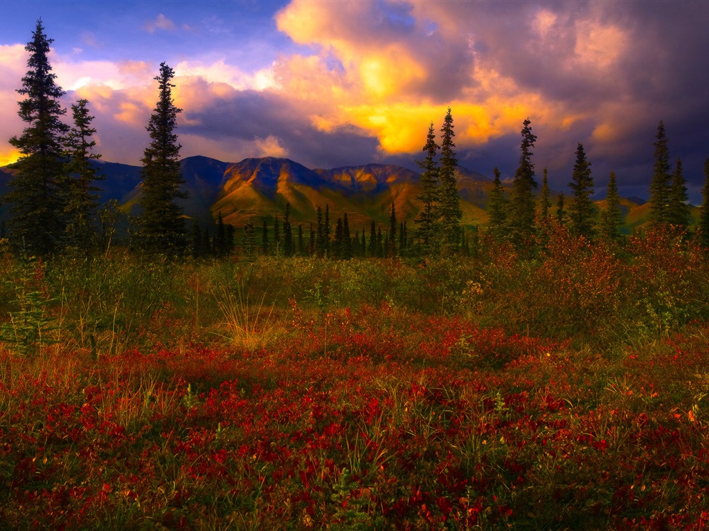 Denali National Park Landschaft HD Wallpaper #12 - 1024x768